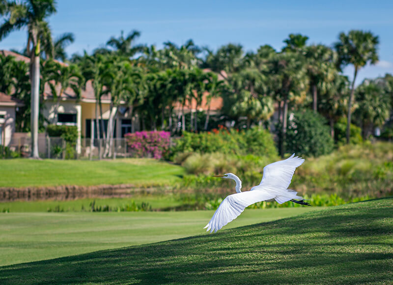 bird on golf course